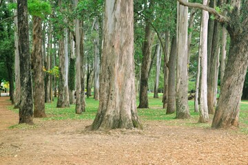 footpath in the woods