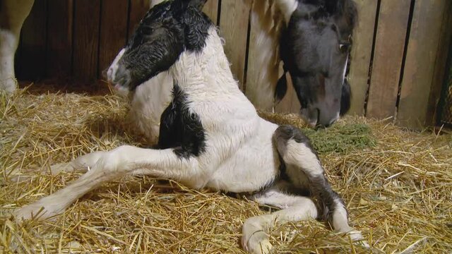 Sequence of Gypsy Horse foal being birthed and taking first steps.