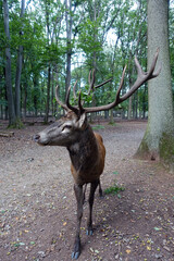 männlicher Rothirsch (Cervus elaphus) im Wildpark
