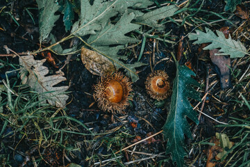 Forest Floor