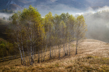 beautiful early autumn nature background foggy trees in the mountains