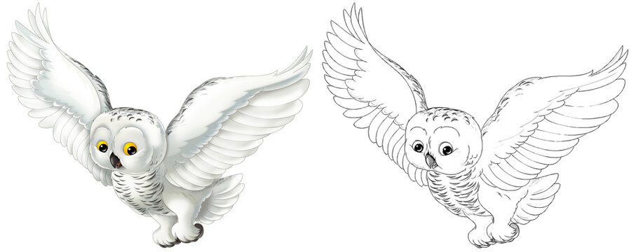 cartoon sketch scene with owl animal on white background - illustration