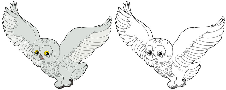 cartoon sketch scene with owl animal on white background - illustration