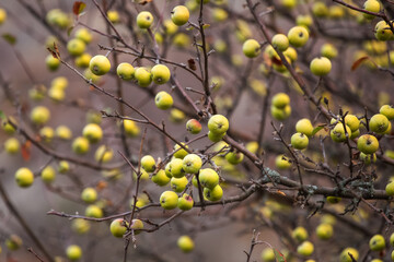 Yellow wild apples on a tree without leaves. Last Apple harvest in late autumn. Apple background