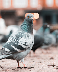 pigeon in the city