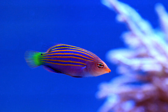 Six-line wrasse - Pseudocheilinus hexataenia