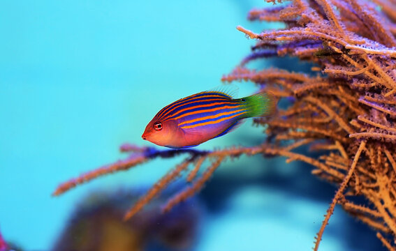 Six-line wrasse - Pseudocheilinus hexataenia