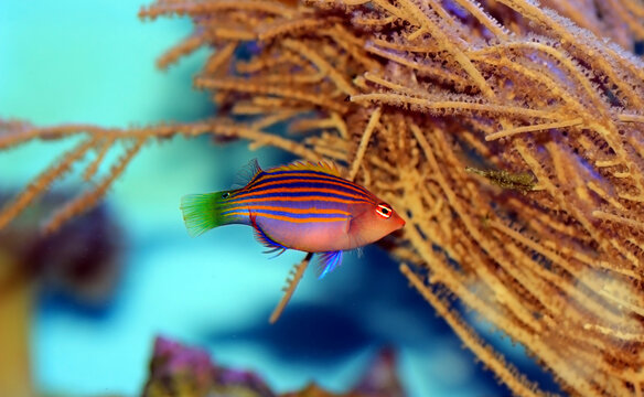Six-line wrasse - Pseudocheilinus hexataenia