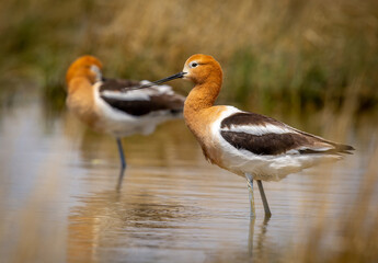 American Avocets