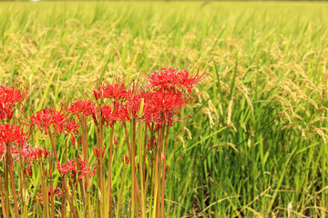 田圃の脇に生える彼岸花