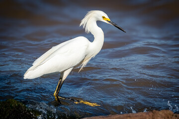 Snowy egret (Egretta thula) on a lakeshore
