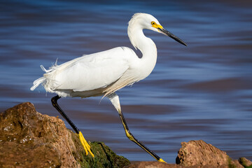 Snowy egret (Egretta thula) on a lakeshore
