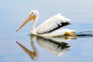 Fototapeta na wymiar American white pelican (Pelecanus erythrorhynchos) swimming in a lake in Oklahoma