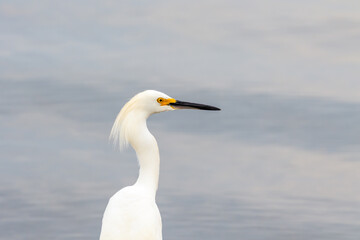 Snowy egret (Egretta thula) head shot on a lakeshore