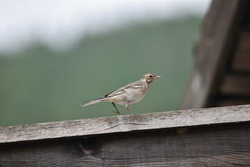 robin on the fence
