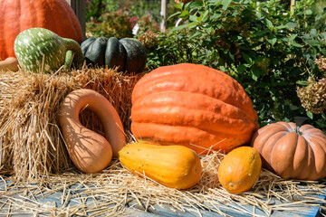 Display of pumpkins and gourds for Halloween and Thanksgiving.