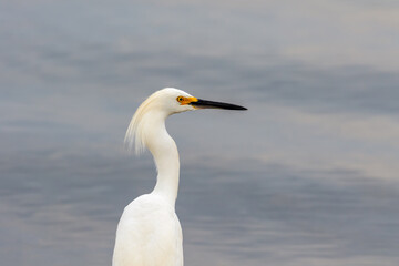 Snowy egret (Egretta thula) head shot on a lakeshore