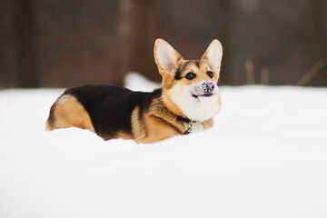 Winter portrait of corgi puppy walking in the park on snow in the winter. Small dog corgi running and playing with snow. Dog on a winter walk. Funny muzzle. Nose in the snow. Happy and healthy dog