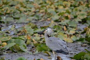 Great Blue Heron in a swamp