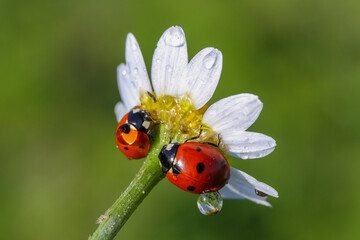 Ladybug and flower on a green background