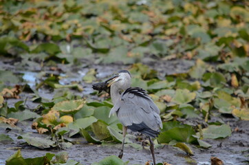 Great Blue Heron in a swamp