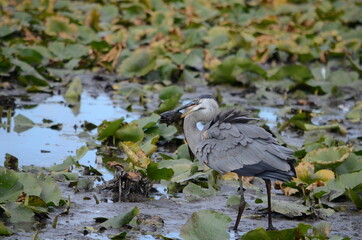 Great Blue Heron in a swamp
