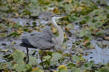 Great Blue Heron in a swamp