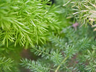 Bright Green Fresh Plant