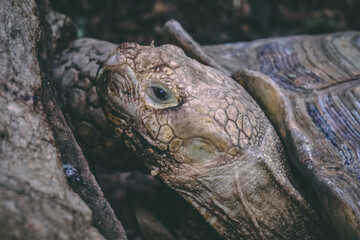 close up tortoise