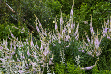 Veronicastrum virginicum Pink Glow