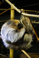 sleeping sloth © Tom Stuart