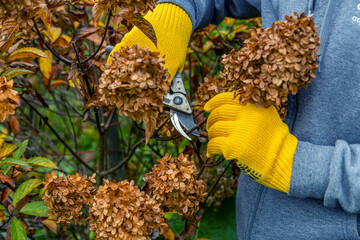 Bush (hydrangea) cutting or trimming with secateur in the garden