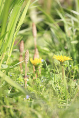 ツクシとタンポポ