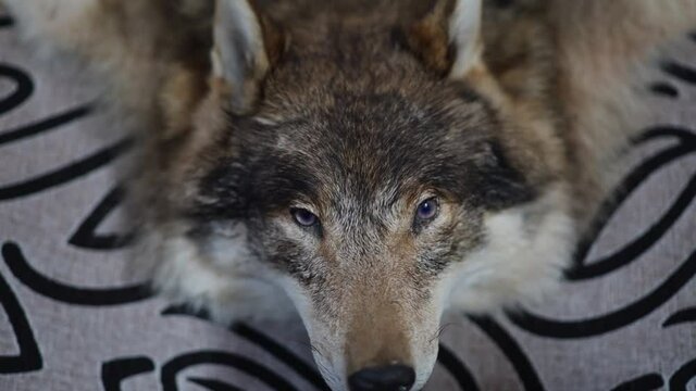 stuffed wolf in the house, eyes close-up.