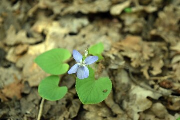 A small, blue spring flower with green leaves.