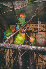 group of love birds