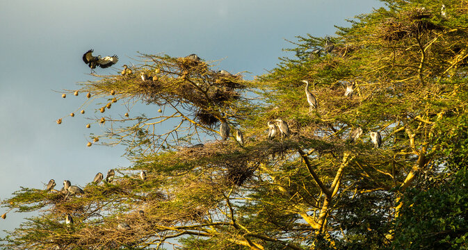 Black-headed herons in a rookery tree near Kiboko, Kenya.