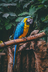 close-up blue and yellow macaw
