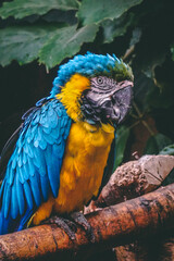 blue and yellow macaw portrait