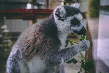 ring lemur