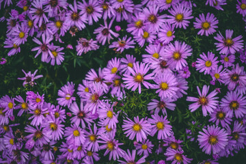 flowers in the garden
