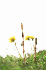 ツクシとタンポポ