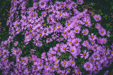 pink flowers in the garden