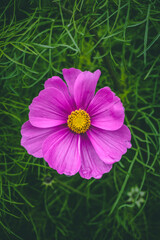 pink flower on grass