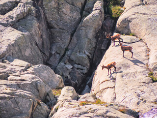 Rebecos gozando de su entorno natural.
