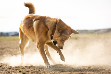 Hund spielt Frisbee im Staub