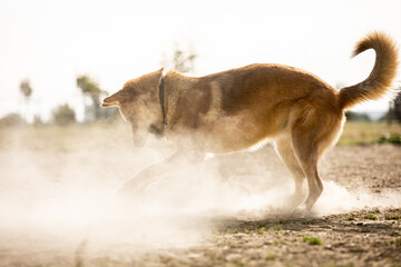 Hund spielt Frisbee im Staub