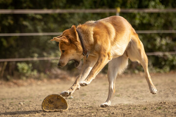Hund spielt Frisbee im Staub