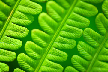 Eco concept. Fern Leaves Ecology Concept. Wildlife Paportik. Green Leaf Fern. Green background for advertising wildlife.