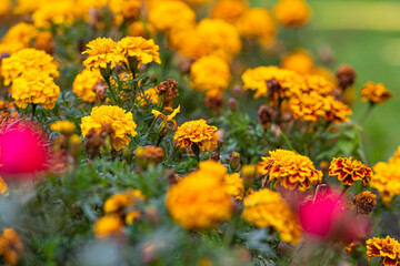 close-up of beautiful autumn flowers on a background of a blurred garden